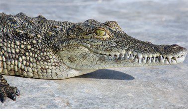 Close-up of a crocodile resting on a light-colored surface, with its eye half open